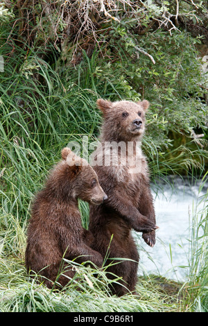 Piccolo marrone Bear Cub permanente al bordo dei fiumi. Foto Stock