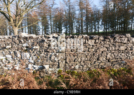 Dettaglio di un unirsi in una stalattite di parete che mostra chiaramente due diverse funzioni di parete, Cumbria, Inghilterra Foto Stock