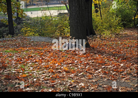 Un cane gioca tra caduta foglie durante la caduta nel parco centrale di Manhattan New York New York STATI UNITI D'AMERICA America Foto Stock