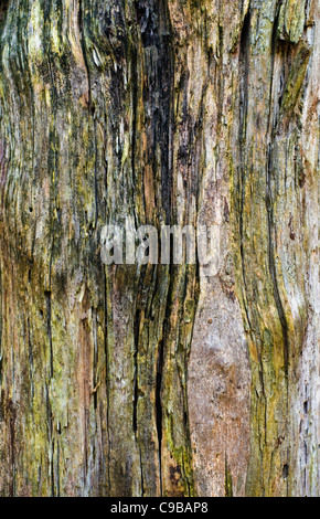 Dettaglio del tronco e la corteccia di un vecchio albero Foto Stock