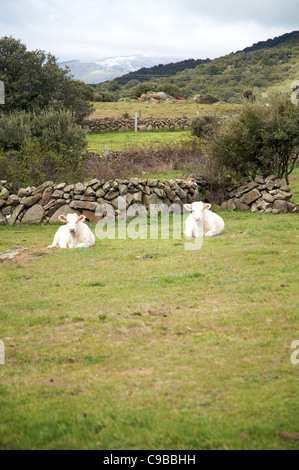 Le mucche bianche sdraiarsi sull'erba a Avila Spagna Foto Stock