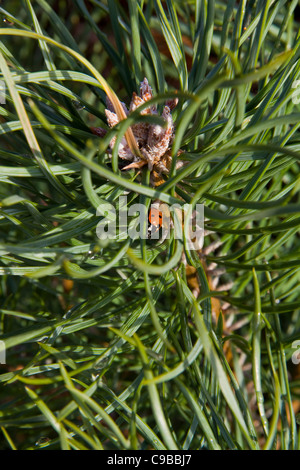 Primo piano immagine di un Caledonian pine (Pinus sylvestris) alberello con fiori/cono e una coccinella (Coccinellid) su una foglia Foto Stock