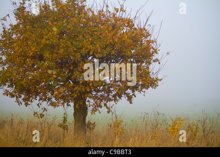 Un piccolo albero di quercia in golden fogliame sorge nella nebbia su un inizio autunno mattina vicino a Stanton in Suffolk, Inghilterra Foto Stock