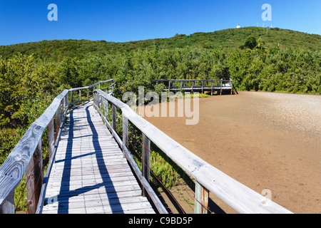 Il Boardwalk nella palude, Las Cabezas De San Juan Nature Preserve, Fajardo, Puerto Rico Foto Stock