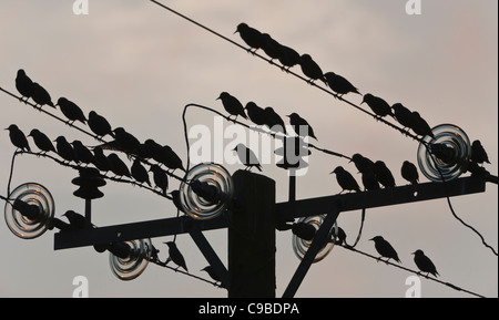 Pre=roost raduno di storni su linee di alimentazione a Meare, vicino a Glastonbury. Prese con il sole basso nel cielo. Foto Stock