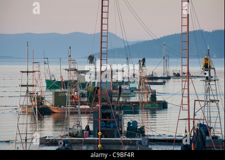 Salmone selvaggio del Pacifico reefnet la pesca è una storica Pacific Northwest Pesca al salmone metodo. Gli uomini in torri spot di pesce. Foto Stock