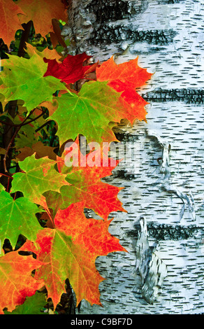 Colorato autunno alberi pt, White Birch albero corteccia in New Hampshire, USA, Stati Uniti, New England autunno foglie caduta giardino arancione giallo immagini, fs18.59 Foto Stock