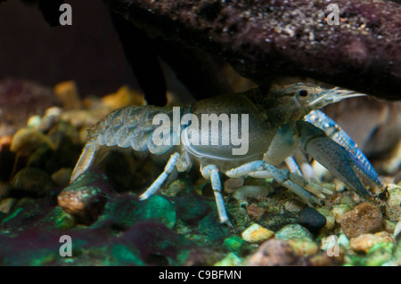 Una vista di un nord di Clearwater il gambero di fiume. Foto Stock