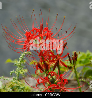 Fiori del ragno rosso giglio, lycoris radiata Foto Stock