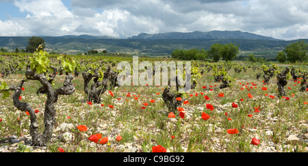 Fioritura papaveri tra i vigneti del Corbières montagne di Occitanie, Francia Foto Stock