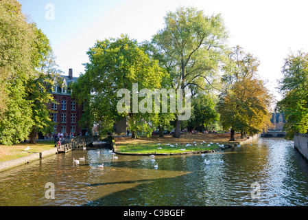 Canal e cigni vicino Begijnhof, Bruges, Belgio Foto Stock