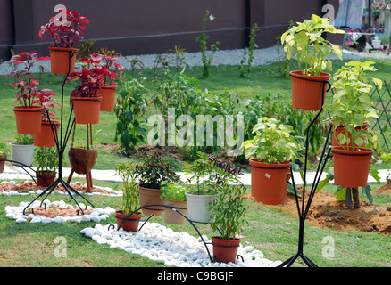 Vari tipi di verdura nel giardino di casa Foto Stock