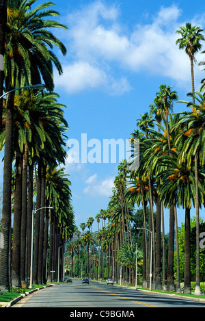 Le torreggianti palme line un elegante strada residenziale di Beverly Hills nel sud della California, Stati Uniti d'America. Foto Stock