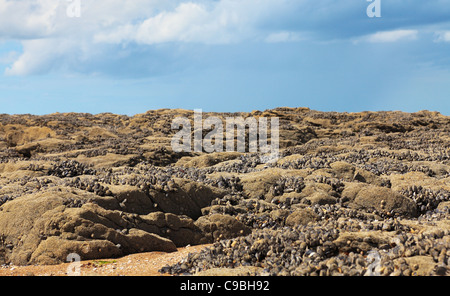 Immagine di una caratteristica spiaggia in Normandia durante la bassa marea.Ci sono molti fossili di conchiglie sulla roccia marrone. Foto Stock