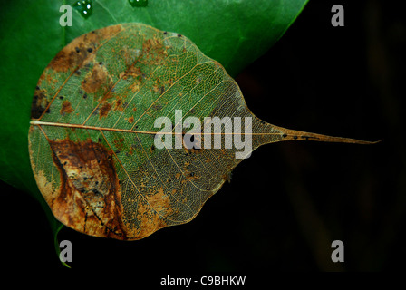 Banyan Tree foglie con sfondo nero Foto Stock