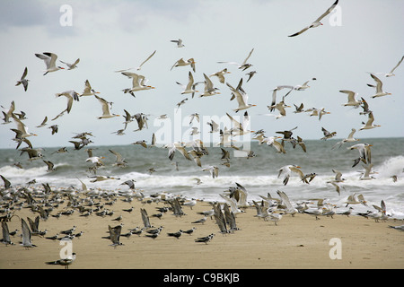 Africa, Guinea Bissau, Flock of Seagulls battenti sulla riva del mare Foto Stock