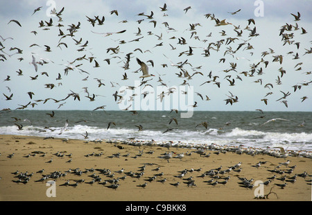 Africa, Guinea Bissau, Flock of Seagulls on shore Foto Stock