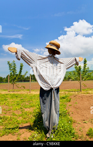 Lo Spaventapasseri in un campo Foto Stock