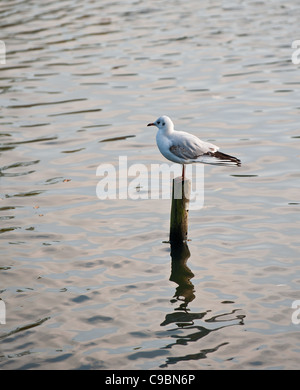 Un gabbiano appollaiato su un palo di legno in un lago Foto Stock