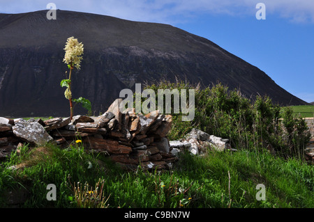 Il Ward Hill, Isola di Hoy, isole Orcadi, Scozia. Foto Stock