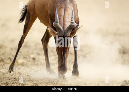 Un close-up di un Rosso Hartebeest pronto per caricare, Kgalagadi Parco transfrontaliero, nel nord della provincia del Capo, in Sud Africa Foto Stock