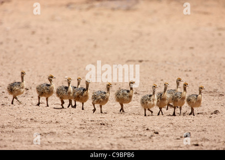 Dodici pulcini di struzzo, Kgalagadi Parco transfrontaliero, nel nord della provincia del Capo, in Sud Africa Foto Stock