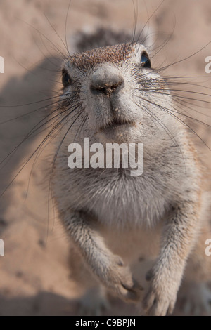 Una massa scoiattolo (Xerus inauris) nella Central Kalahari Game Reserve, il Botswana. Foto Stock