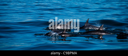 Comune di Delfini Tursiopi Tursiops truncatus in Algoa Bay Port Elizabeth beachfront in background orientale della provincia del Capo Sud Foto Stock