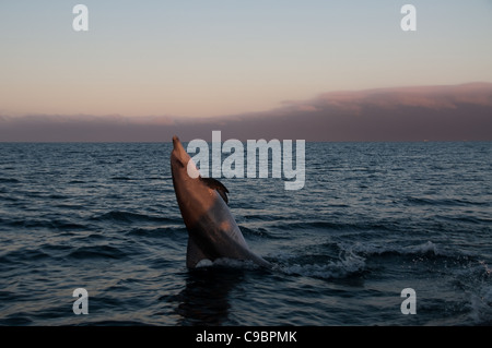 Comune di delfini (tursiops truncatus), Algoa Bay Port Elizabeth sulla spiaggia, Eastern Cape Province, Sud Africa Foto Stock