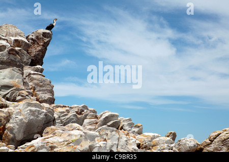 Petto bianco cormorano (Phalacrocorax lucidus) sulle rocce, Cape Recife, Port Elizabeth, Eastern Cape Province, Sud Africa Foto Stock