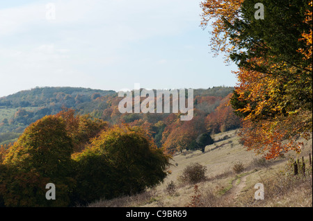 Vista lungo la North Downs in autunno, Ranmore comune, Dorking, Surrey, Regno Unito Foto Stock