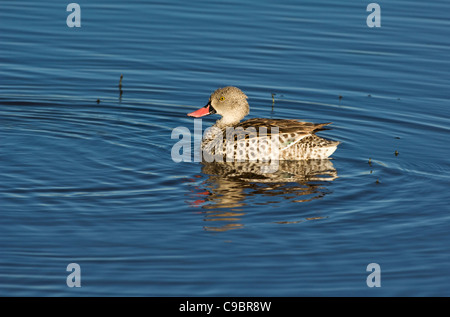 Capo Teal (Anas capensis), il Parco Nazionale del Serengeti, Tanzania Foto Stock