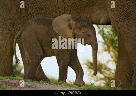 Elefante africano (Loxodonta africana) vitello con la madre, Okavango Delta, Botswana Foto Stock