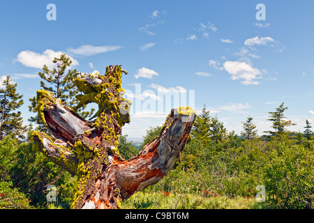 Il marcio moss moncone coperto tra verde vivente di arbusti e alberi in un giorno di estate con le nuvole Foto Stock