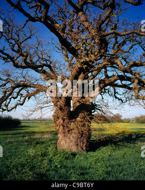 Inghilterra, Gloucestershire, alberi di quercia inglese, Quercus robur. Singola, antico albero con rami ritorti Foto Stock