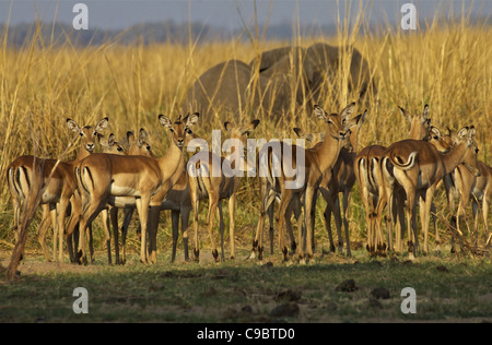 Impala Aepyceros melampus mandria bush africano Elefante Loxodonta africana stagliano in golden erba dietro Chikwenya Zimbabwe Foto Stock