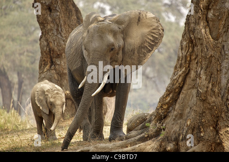 Bush africano Elefante africano (Loxodonta africana) la madre e il Bambino in legno, il Parco Nazionale di Mana Pools, Zimbabwe Foto Stock