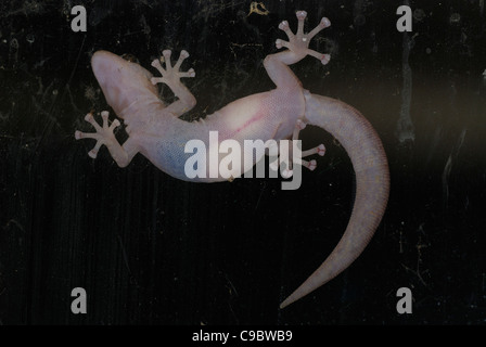 In marmo Christinus Gecko marmoratus uova Australia Foto Stock