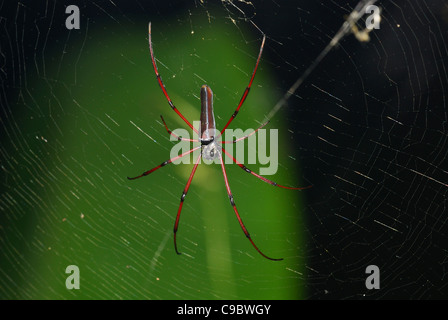 Golden Orb Spider tessitura Nephila sp. Bali Ubud Foto Stock