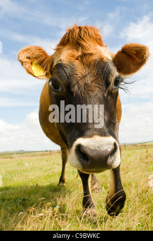 Una mucca che veniva verso di voi, grandangolo, bella occhi. Foto Stock