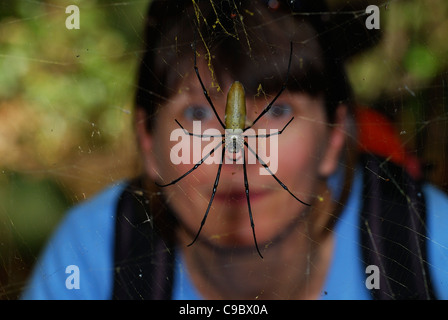 Golden Orb tessitura femmina spider e la persona più grande Foto Stock