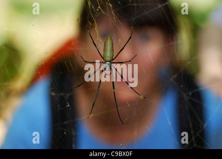 Golden Orb tessitura femmina spider e la persona più grande Foto Stock