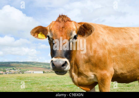 Una mucca Jersey masticare erba del sole.. Foto Stock