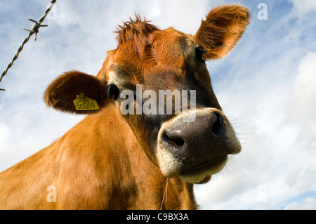 La testa di una mucca Jersey masticare erba.. Guardando verso il basso curiosamente. Foto Stock