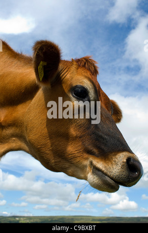 La testa di una mucca Jersey masticare erba.. Foto Stock