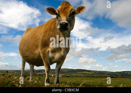 Una mucca Jersey masticare erba.. Foto Stock