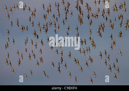 Un gregge di black-tailed godwits Limosa limosa in volo su paludi Foto Stock