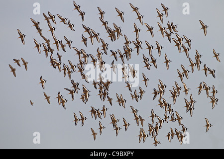 Nero-tailed godwits Limosa limosa in volo su paludi Foto Stock