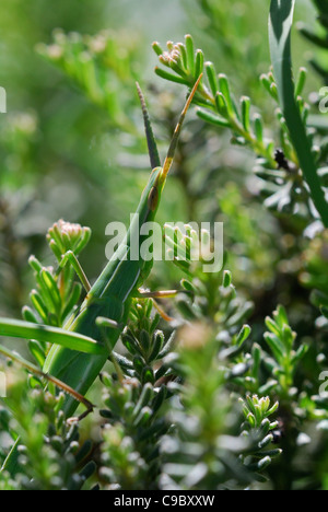 Inclinare-di fronte Grasshopper Acrida conicagarden atto di Canberra Australia Foto Stock