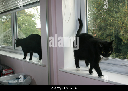 Gatto nero sulla camera da letto davanzale riflessa in specchio dietro grandi willow tree in background. Foto Stock